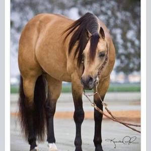 Meet your Posher, Abel